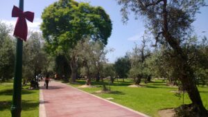 Olivar 2