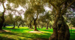 El-Olivar-de-San-Isidro